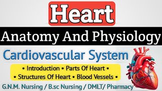 Heart anatomy and physiology  Cardiovascular system anatomy and physiology lecture [upl. by Labotsirhc]