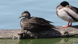 American Black Duck Anas rubripes Preening Sleeping and Swimming  Dallas County Texas [upl. by Farand212]