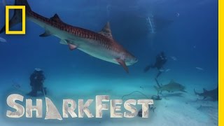 Tiger Shark Attack  SharkFest [upl. by Tollmann]