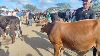 feira de gado de Cachoeirinha Pernambuco [upl. by Towrey]