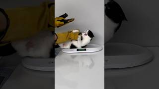 Aniden saldırdı cat puppy catlover kedi animals cute pets kitten [upl. by Ahsyek883]