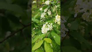 gewöhnliche Traubenkirsche Prunus padus  Gartenexpedition shorts naturgarten [upl. by Bigler420]