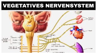 Vegetatives Nervensystem Sympathikus Parasympathikus kurze Erklärung [upl. by Esinrahs183]