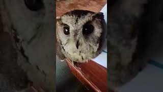 Indian scops owl [upl. by Alleen]