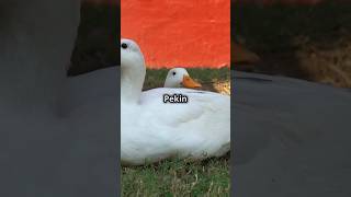 Meet the Adorable White Pekin Duck birds wildlife nature [upl. by Jule]