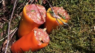 GEFÜLLTE PAPRIKA MIT HACKFLEISCH REIS amp TOMATENSOßE  Outdoor Camping Rezept [upl. by Liatnahs254]