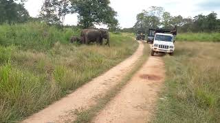 Wasgamuwa national park Sampath Safari Jeep Contract 0713354352  0779940452 [upl. by Atinit543]