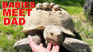 Baby Tortoises Meet Their Dad For The First Time [upl. by Ludba782]