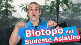 ACUARIO de BIOTOPO sudeste ASIÁTICO [upl. by Notyal307]