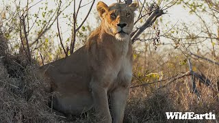 SafariLIVE Sunset  07 July 2024 [upl. by Aleydis]