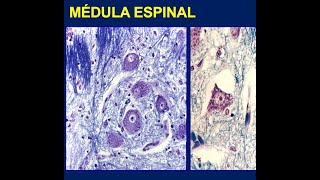 Histología tejido nervioso [upl. by Maiga]