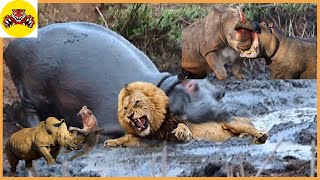 30 moments of Hippos fighting and attacking enemies [upl. by Zitella]