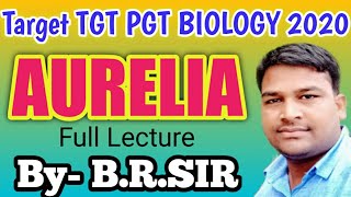 Aurelia full lecture  Uptgt pgt biology class  structure of aurelia  Life cycle of aurelia [upl. by Tani]