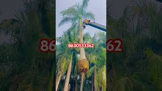 Royal palm plants youtubeshorts viralvideo [upl. by Buckie46]