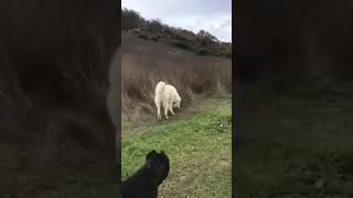 Cane Corso Mastino Abruzzese amp Italian Volpino [upl. by Lilhak]