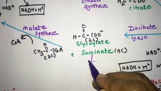 Glyoxylate cycle Glyoxylate pathway explained with structures Pass the NEET NET GATE UPSC [upl. by Poirer]