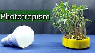 What is a phototropism in plants What is phototropism explain What is example of phototropism [upl. by Lashar]