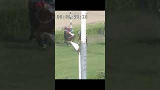 No Cheeting Guess who well win the race coments  2024 horseracing racing lrchorserace sports [upl. by Meriel]