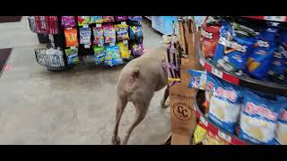 Holder The Weimaraner steals a Beanie Baby at Circle K 122722 [upl. by Ruthann923]