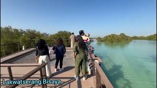 Mangroves Al Jubail Island Abu Dhabi UAE [upl. by Daigle565]