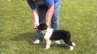 Training Border Collie puppies [upl. by Iznyl]