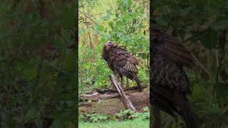 Wild Turkey Feeding and Preening turkey birds birdwatching naturelovers nature wildlife [upl. by Nirra]