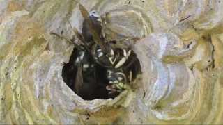 Baldfaced Hornet Dolichovespula maculata work on nest [upl. by Ydnys]