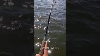 fishing kayak kayakfishing florida pinfish crystalriver trout troutfishing speckledtrout [upl. by Aenotna]