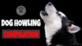 Dog Howl to make your Dogs Howling  Make your dog howl [upl. by Alimak]