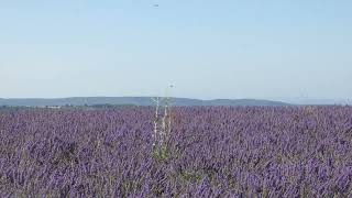 Lavender Fields  Valensole France [upl. by Thad957]