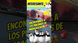 Encontramos a los pingüinos de Madagascar 😰😱 Interesante Asombróso 😰😱 [upl. by Arihay]