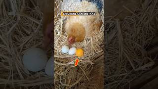 How Farmers Trick Chickens with Dummy Eggs shorts [upl. by Eudosia]