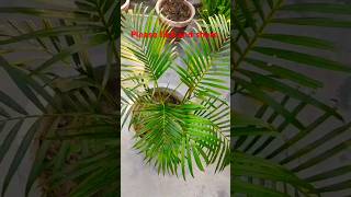 arecapalm music evergreeen shortvideo Evergr33n plants 🪴 [upl. by Kelwunn536]