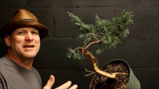 Single Branch Bonsai Design [upl. by Pfeffer]