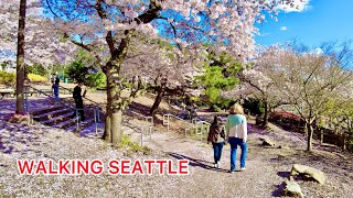 Cherry Blossom Season In Seattle Is Here 🌸 Walking Kobe Terrace Park amp Japantown 🌸🌸 [upl. by Yerxa]