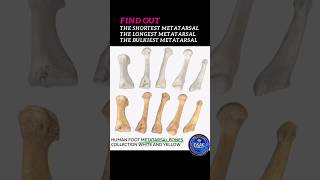 Which is the longest metatarsal shortest metatarsal bulkiest metatarsal shorts metatarsals [upl. by Whiffen]