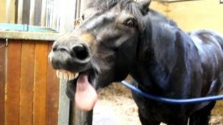 Horse making funny faces [upl. by Claudian]