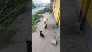 dog balter doglover dog pappy desi [upl. by Morel]