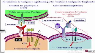 Differenciation et activation des lymphocytes B II [upl. by Jordanson]