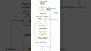 reninangiotensinaldosterone system flow chart neetmedicalRAASneetexampharmacyytshorts [upl. by Gaskill279]