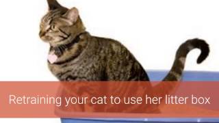 How to Get Rid of Cat Spray Smell  Get Rid of Cat Pee Smell [upl. by Ydahs]