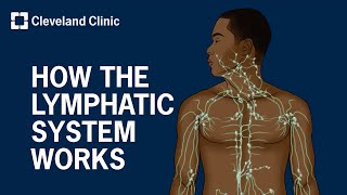 How Does the Lymphatic System Work [upl. by Damon]