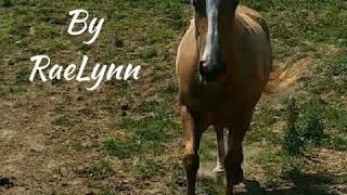 WildHorse by RaeLynn Lyrics [upl. by Ardith]