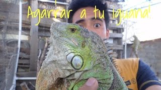 TÉCNICA PARA AGARRAR A TU IGUANA [upl. by Kan]