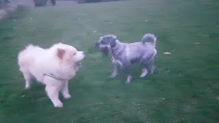 Standard Schnauzer tells off bossy Chow Chow [upl. by Ikkin]