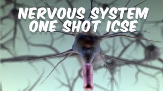 Nervous System  One Shot  Sense Organs  Class 10 ICSE [upl. by Ferro699]