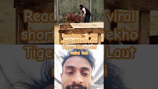 Reaction viral short video tiger tiger animals wildlife tigercat bigcats shankarsiva2661 [upl. by Abdel]