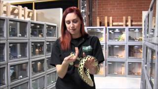 Madagascar Giant Hognose Snake [upl. by Debra125]