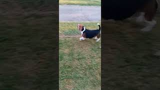 The Beagle Bark shortsvideo beagle barking dog doggo beagleboy barkingdog funny fun [upl. by Halbert683]