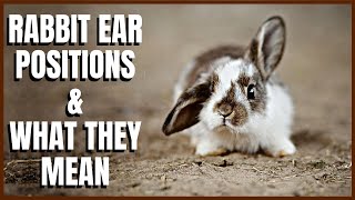 All About Rabbit Ear Positions and What They Mean [upl. by Northway]